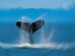 Humpback Whale.1jpg